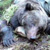 Охота на медведя (Фото № 10)